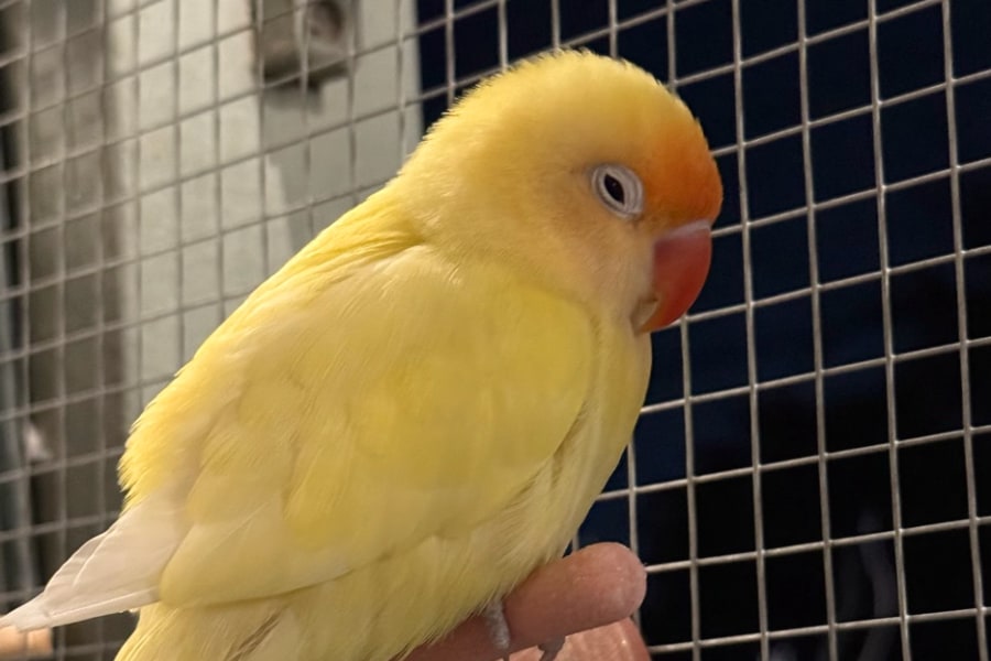 A vivid yellow and orange lovebird perched on fingers, perfectly fluffed