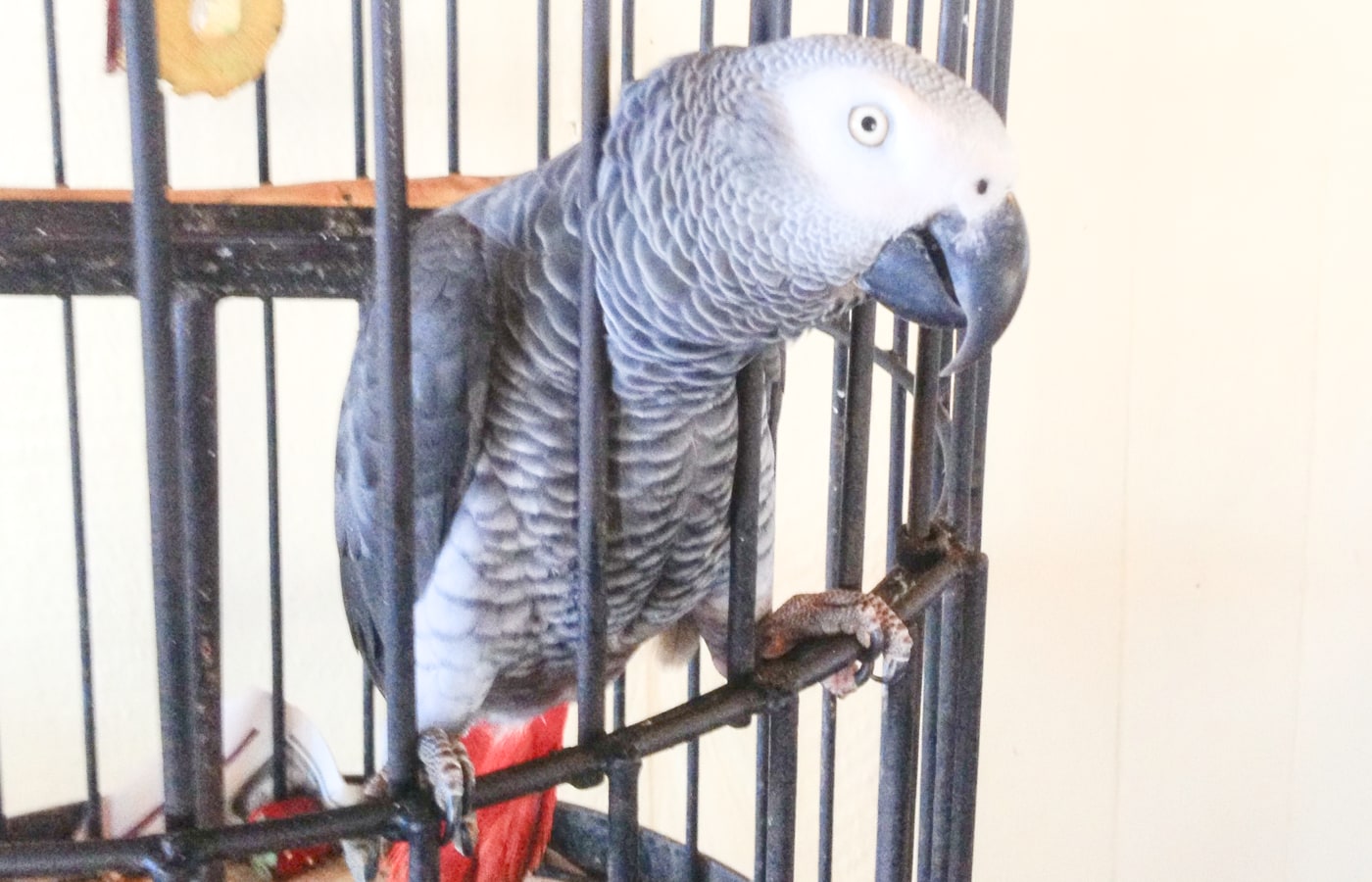 Alex the African Grey parrot at the Pioneer Inn in Lahaina, Maui, peering through ornate black cage bars