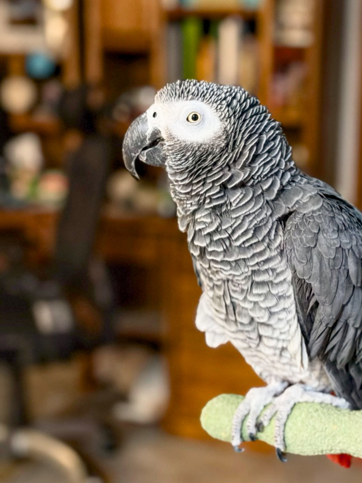 Gryphon, Elie's African Grey parrot, perched alert on a green arm perch against a warm library background