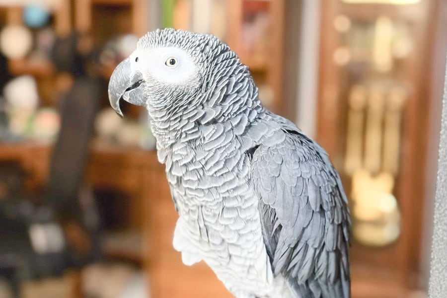 Gryphon the African Grey perched, eyes sharp and alert