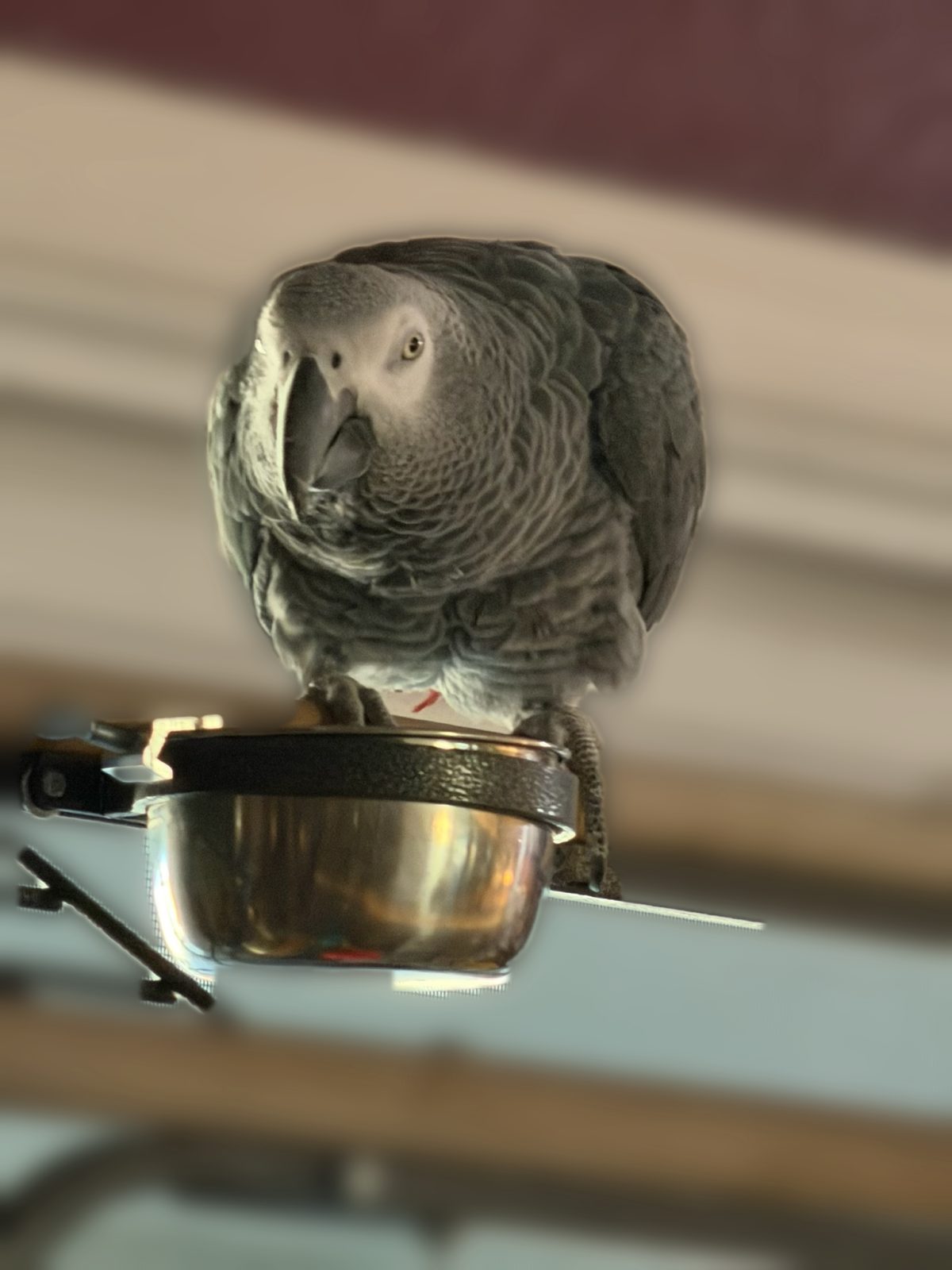 African Grey parrot Gryphon who throws his seed dish to request more food, perched over the dish in his Phoenix home