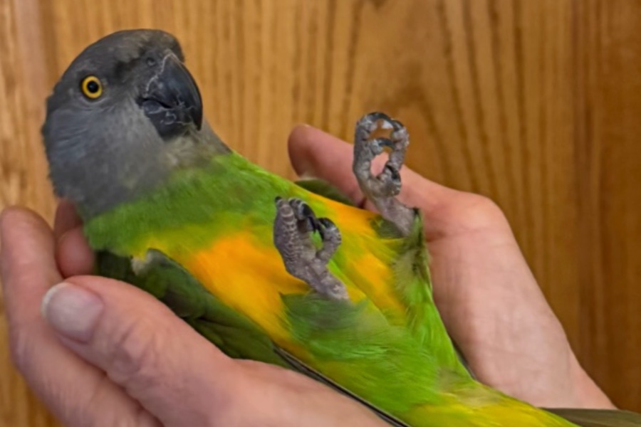 Kiwi the Senegal parrot lying on its back in Elie's cupped hands, feet in the air, completely trusting