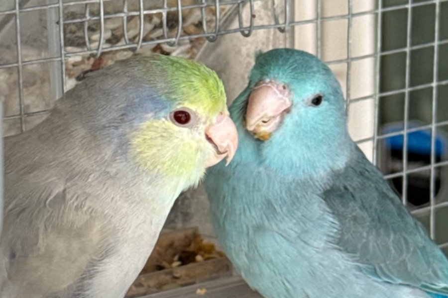 Two parrotlets facing each other closely, sharing a quiet moment on their perch