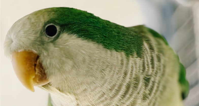 Emerald the Quaker Parakeet, vivid green crown and scalloped chest