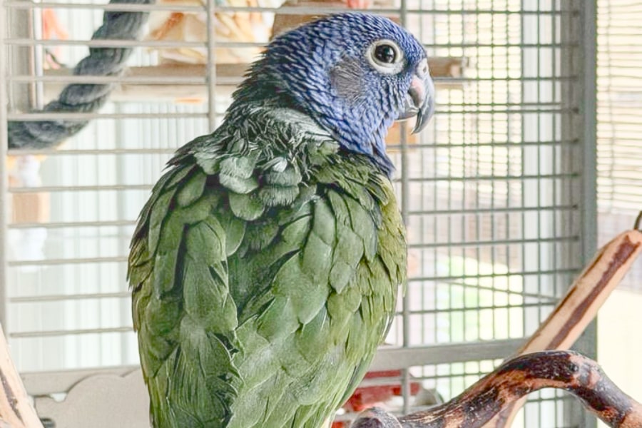 Willow the Blue-headed Pionus perched on a natural branch, blue and green feathers vivid